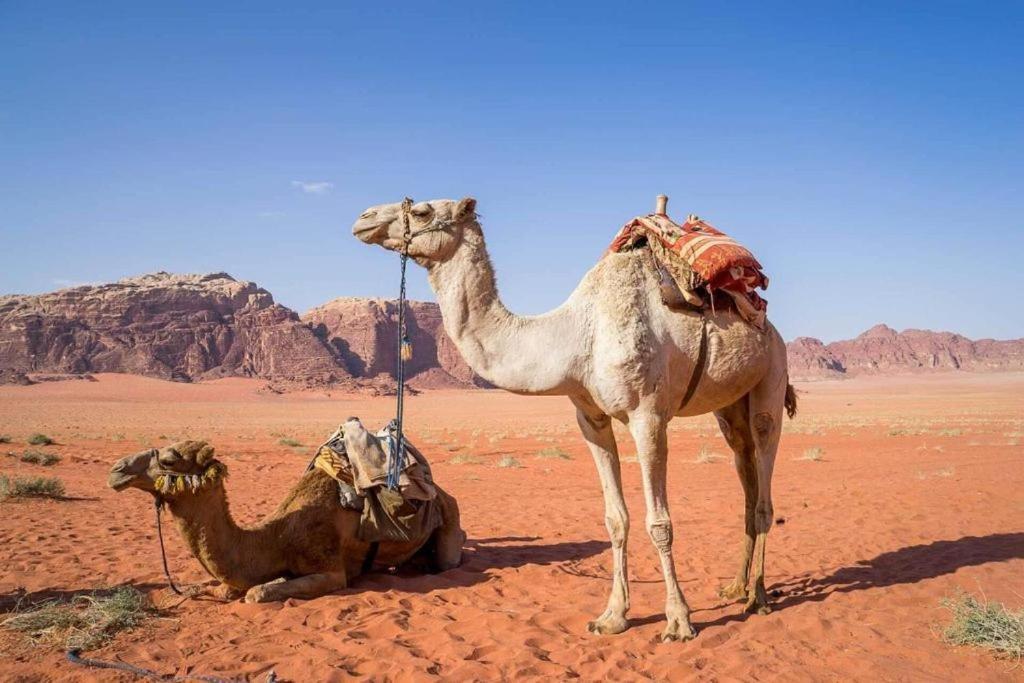 Bedouins Life Camp Hotel Акаба Екстериор снимка