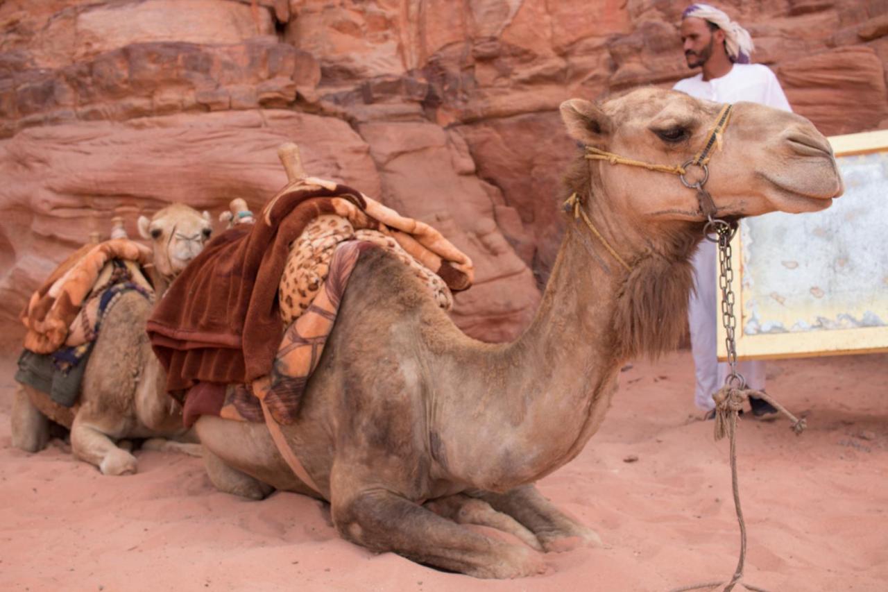 Bedouins Life Camp Hotel Акаба Екстериор снимка